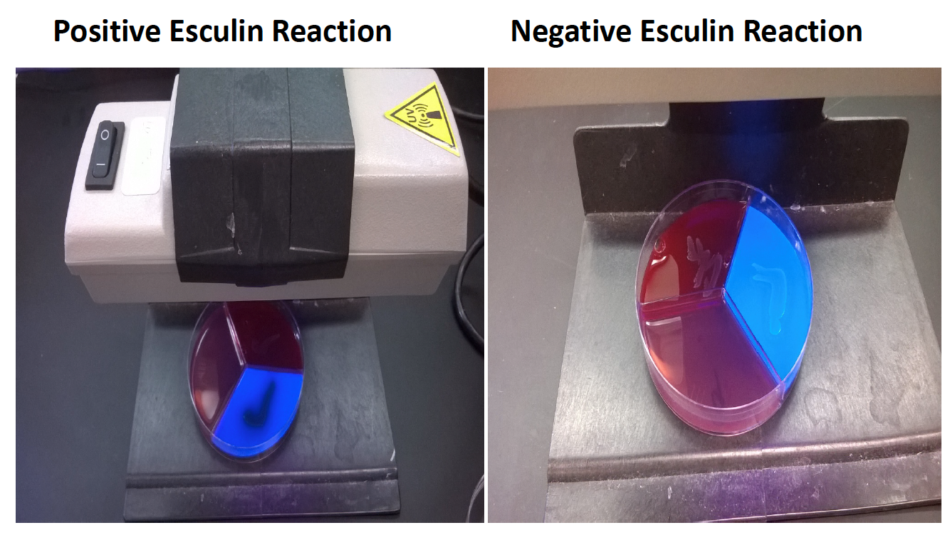 Positive and negative esculin reaction results. Positive=growth under UV