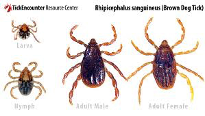 Rhipicephalus sanguineus (Brown dog tick) as larva, nymph, adult male, and adult female