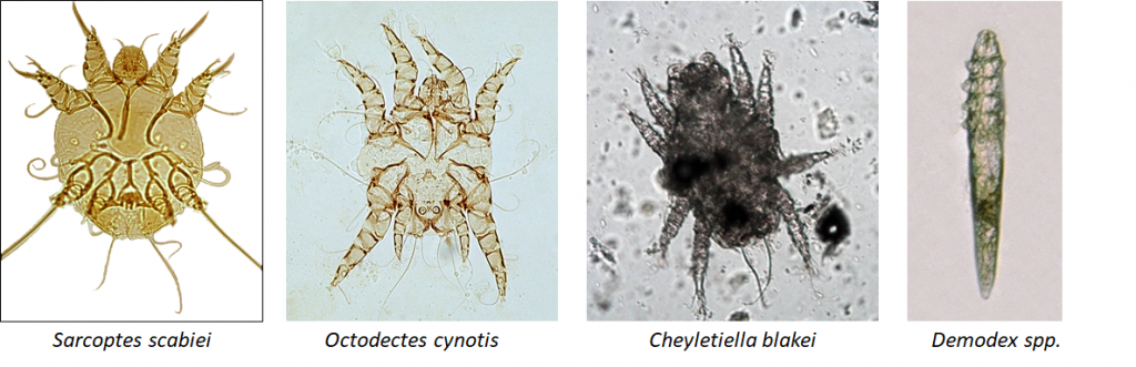 Module 10.5: Mites, Lice, and Fleas – Clinical Veterinary Diagnostic ...