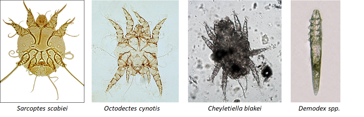 Types of dog store mites