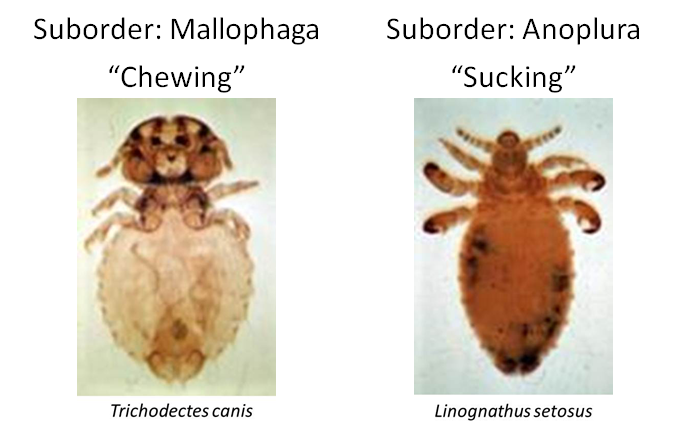 The two suborders of lice: Mallophaga (chewing lice) and Anoplura (sucking lice)