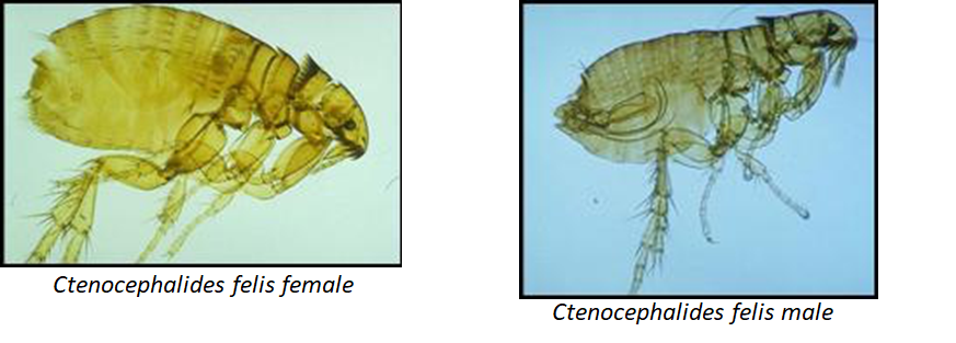 Ctenocephalides felis