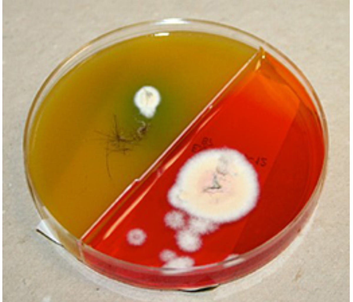 microsporum canis culture