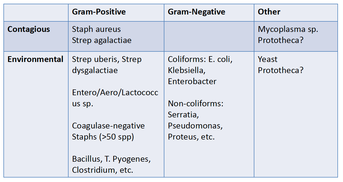 Gram+ and Gram- Contagious and Environmental Mastitis Pathogens
