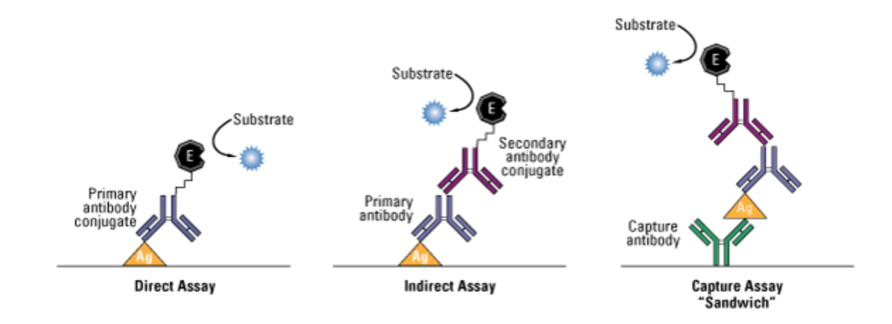 Direct Array, Indirect Array, and Capture or Sandwich Assay