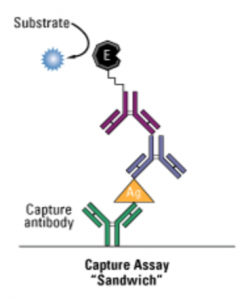 Capture or Sandwich Assay with capture antibody and patient's antibody