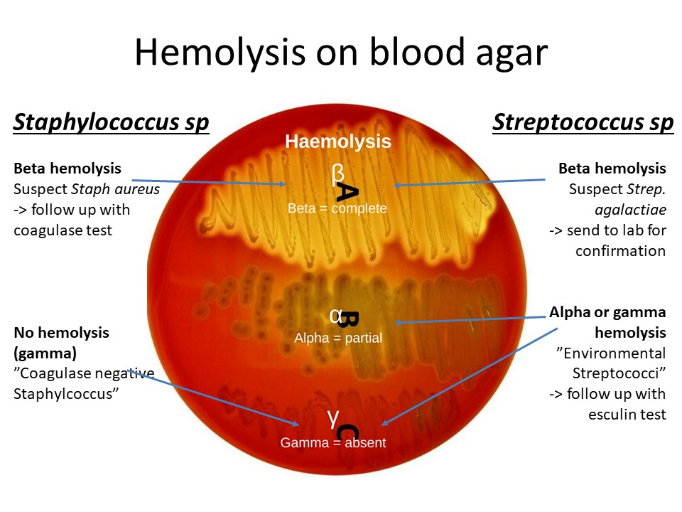 Common hemolysis patterns that we observe with Staphylococcus versus Streptococcus spp.