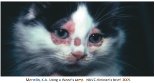 Cat with dermatophyte infection