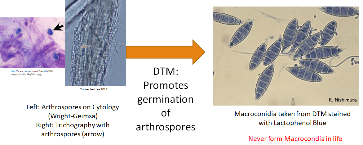 Using DTM to germinate arthrospores to the macroconidia stage