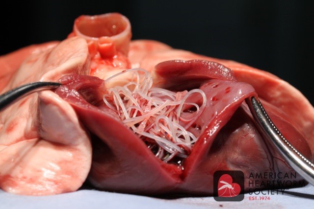 Heartworm Disease