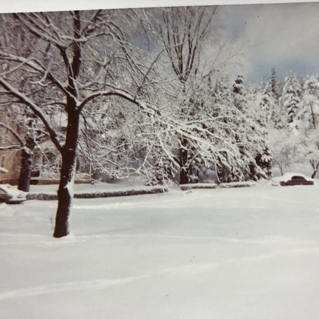 Privet hedge in winter makes a strong horizontal line and separates the farmyard from the house at the author's childhood home.