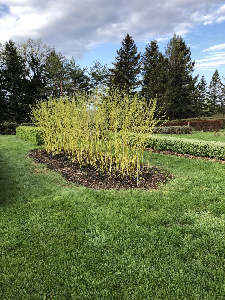 A copse of Yellow-twig dogwood, Cornus sericea 'Flaviramea'