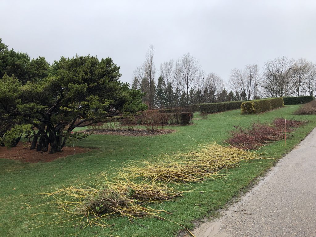 Hedges that have been pruned or thinned at the base.