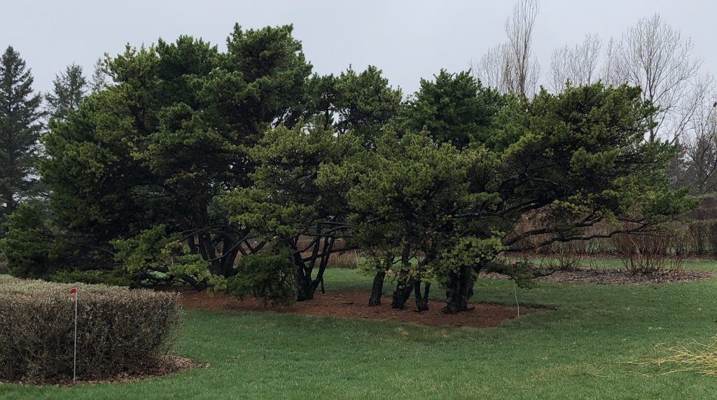 The 'somewhat dwarf' Jack pine at the MLA.