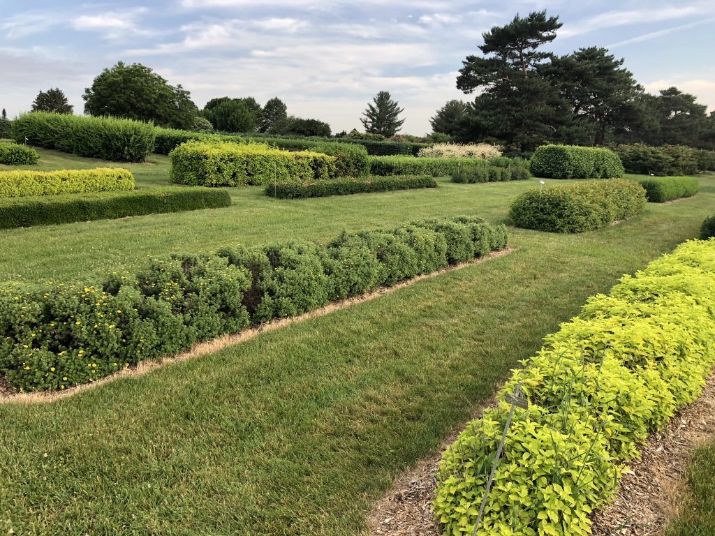 Potentilla fruticosa Mango Tango, bush cinquefoil, left and Philadelphus coronarius 'Aureus', golden mockorange, right.