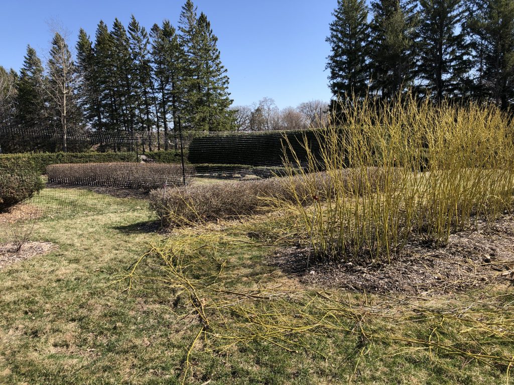 Pruned yellow twig dogwood with a high fence in the middle to protect the hedges from deer browsing.