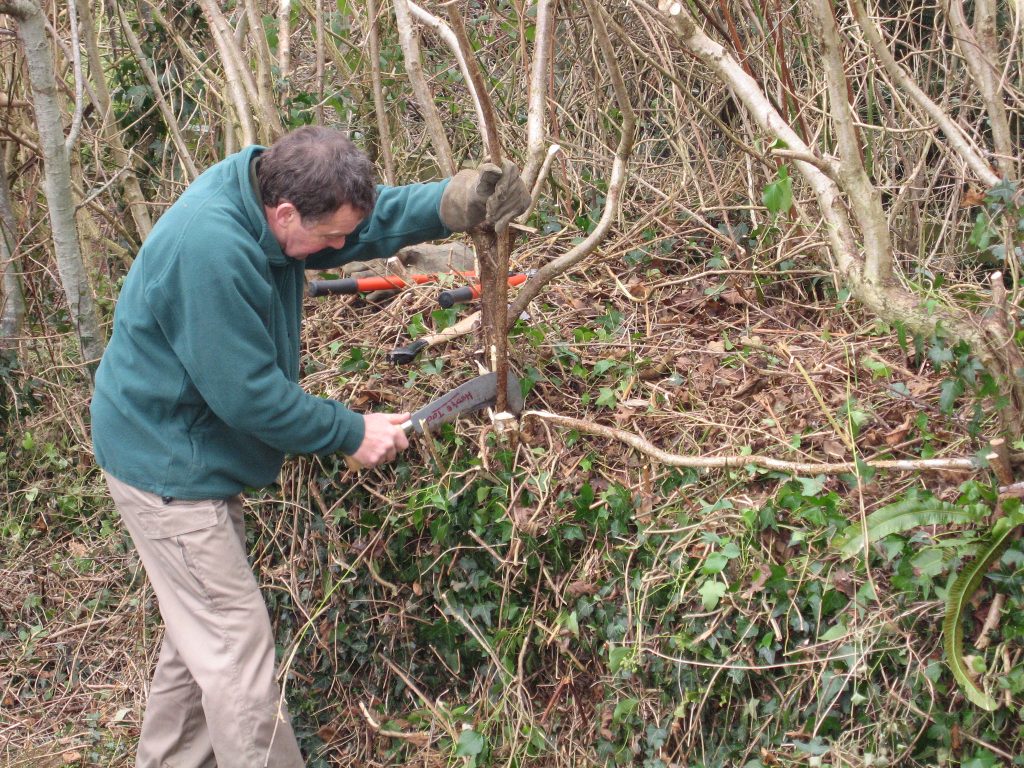 Gardeners at the Royal Horticultural Society's Rosemore Garden in Devon, teach the art of hedge laying.