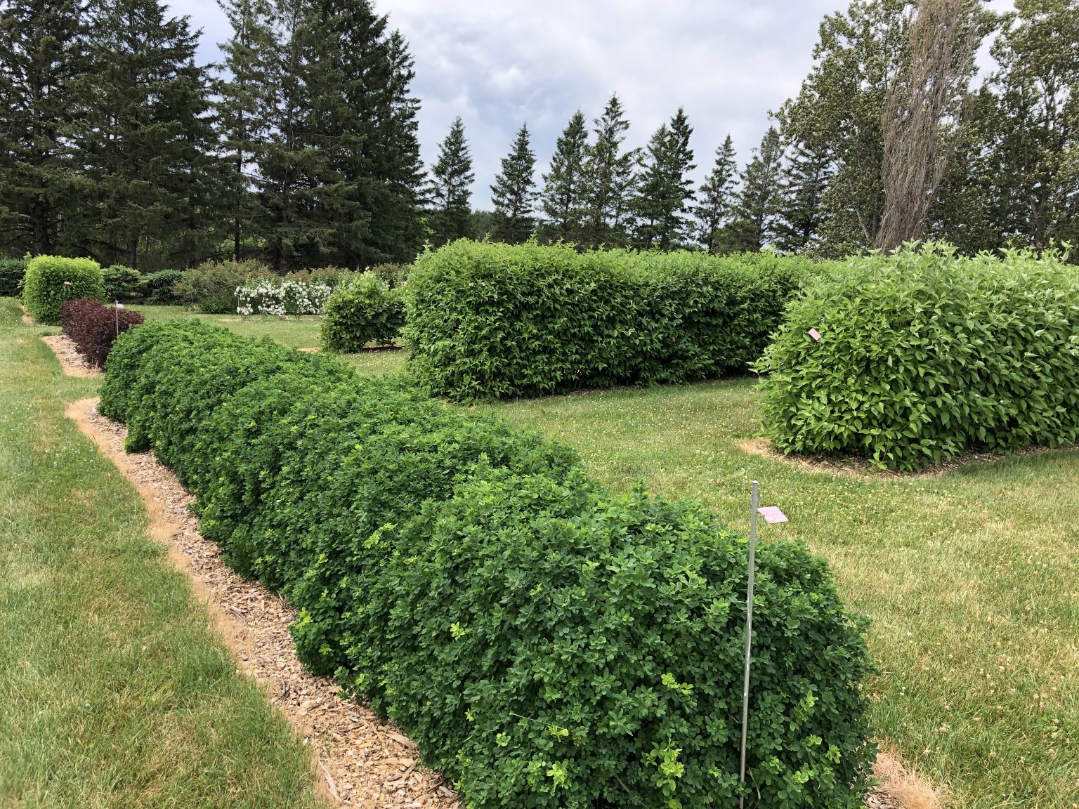 Hedges: A Brief History and the Minnesota Landscape Arboretum Hedge 