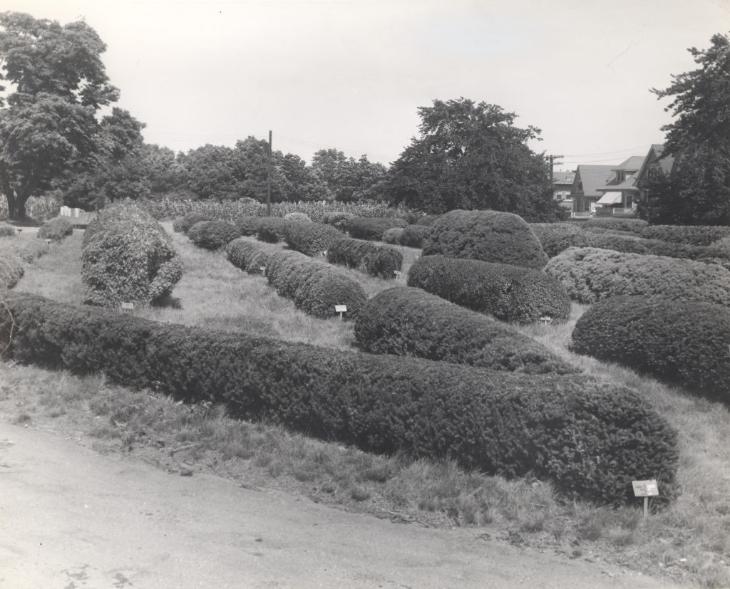 A black and white ground view of Arnold Arboretum's hedge collection.