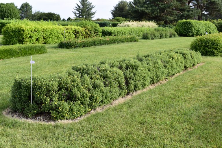 Nick’s Recommended Hedges from Minnesota Collection – Hedges: A Brief ...