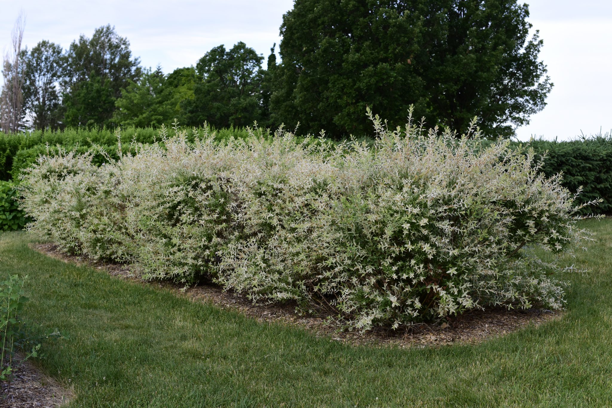 Nick’s Recommended Hedges from Minnesota Collection – Hedges: A Brief ...