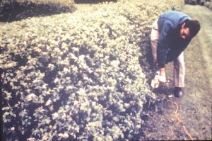 Mike Zins teaching about trees and shrubs at the MLA in the 1970s