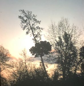 A Jack pine image showing a conspicuous dense witches broom on the center of the plant.