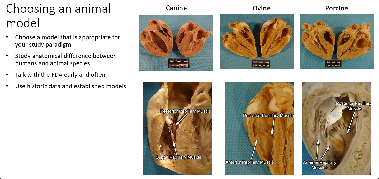Preclinical Testing Medical Device Innovation Handbook