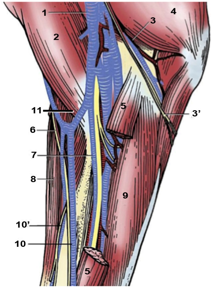 1. Triceps brachii 2. Biceps brachii 3. Brachialis 4