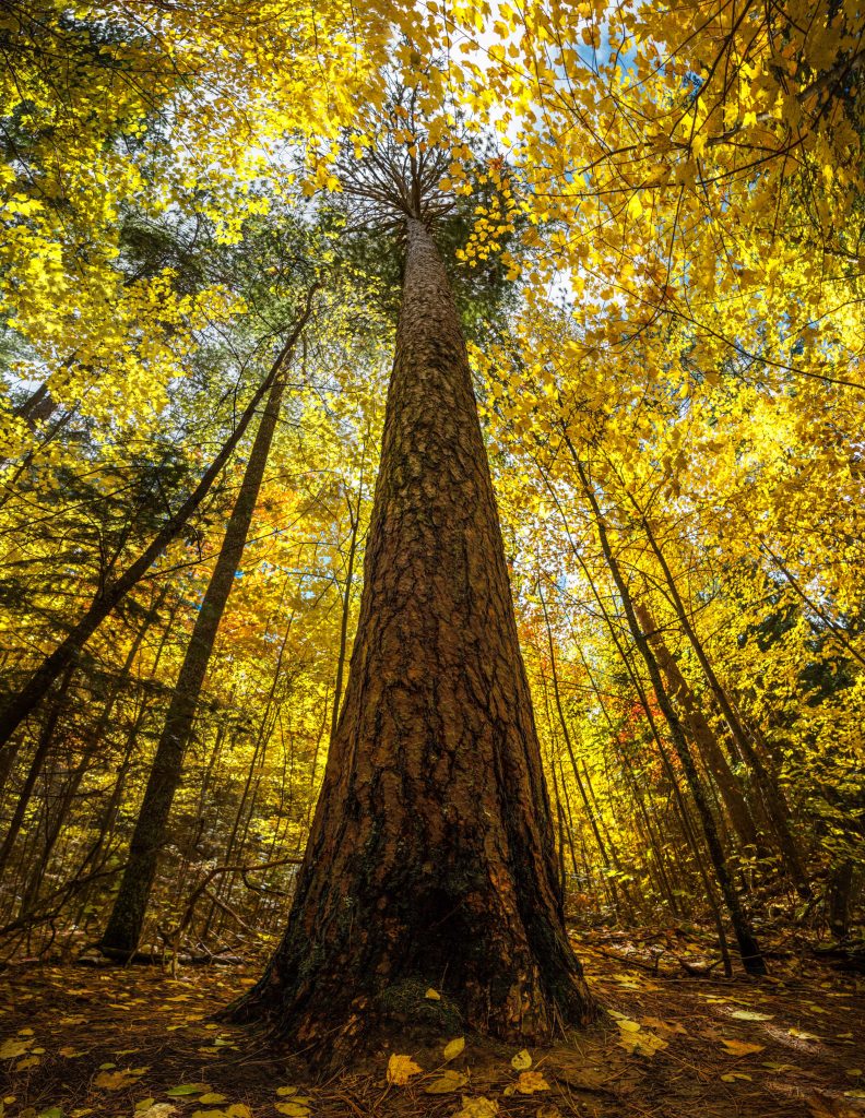 Trees in autumn in Minnesota