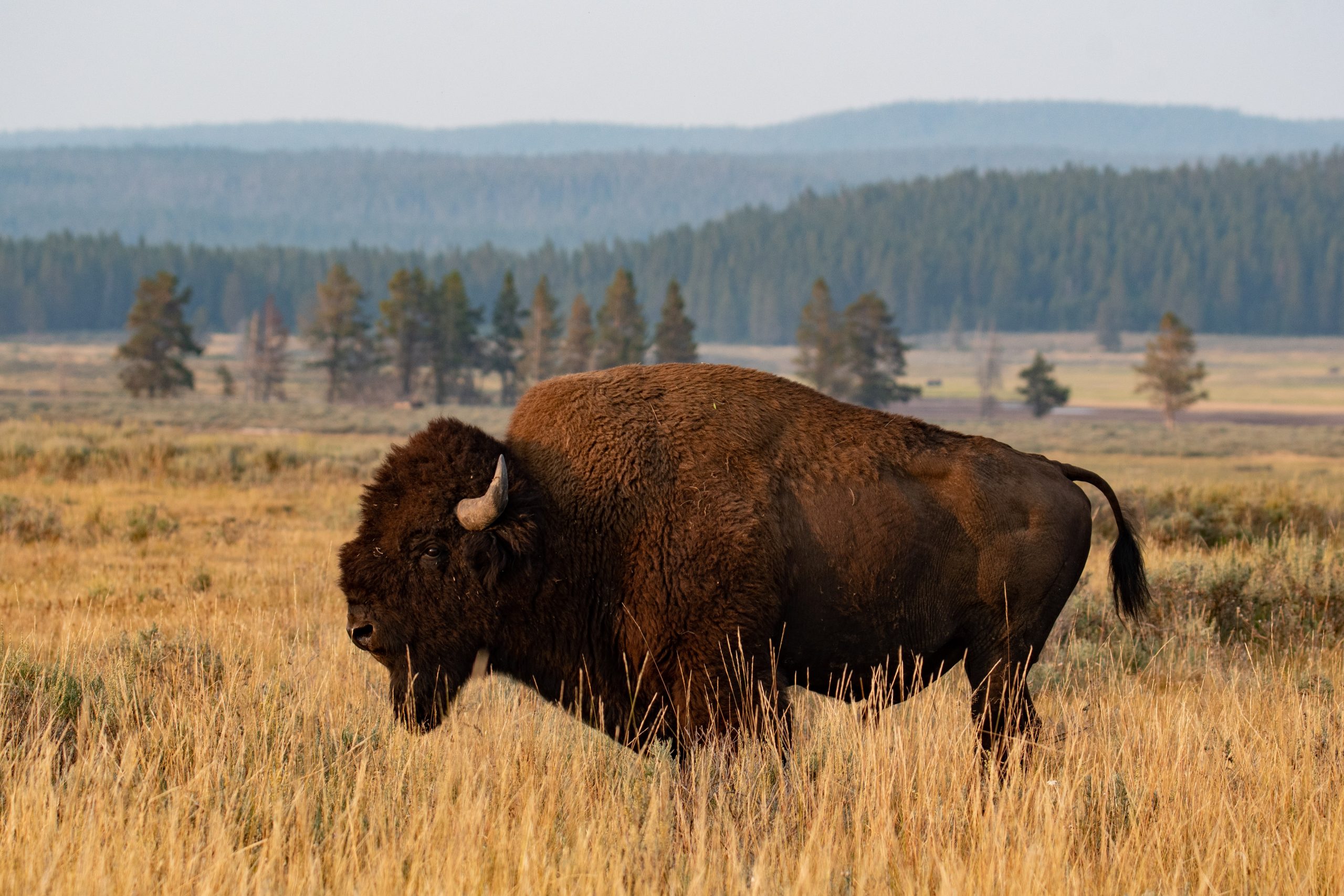 Bison standing alone in a field
