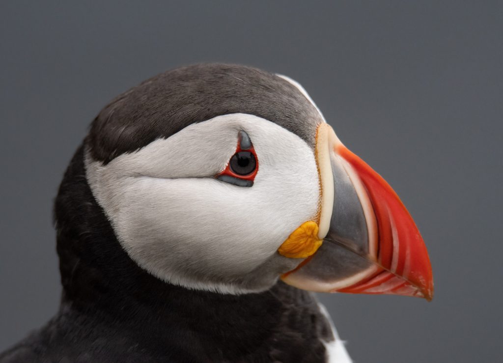 Close up of a puffin's head, in profile