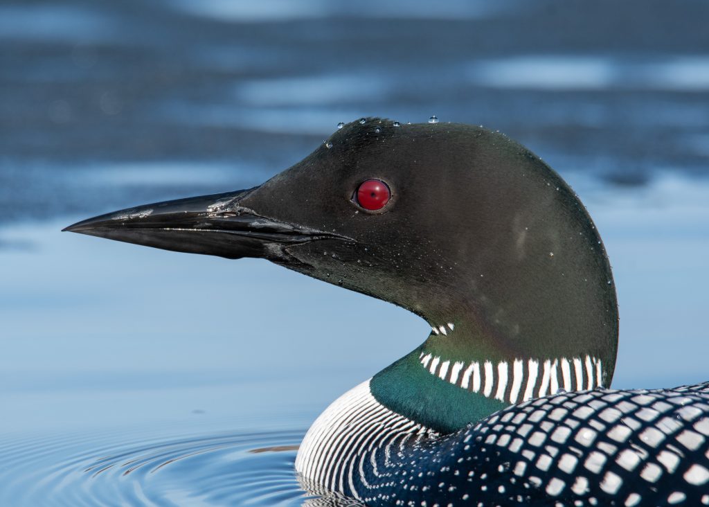 Closeup of a loon sitting on a lake