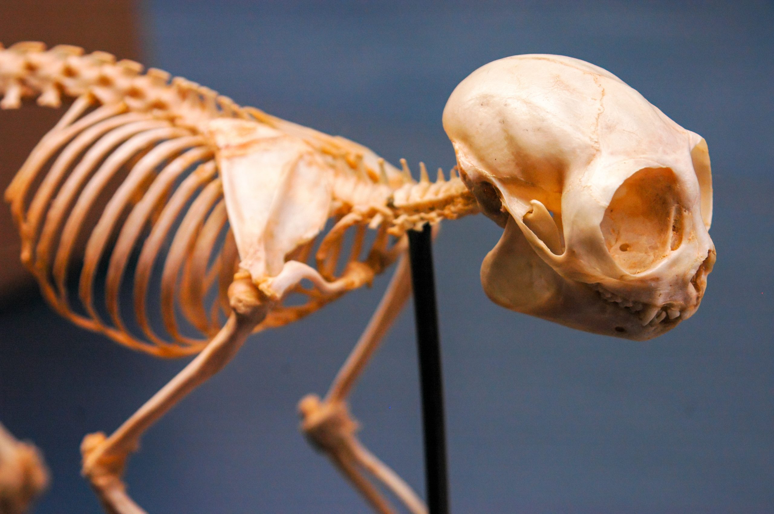 closeup of primate skeleton