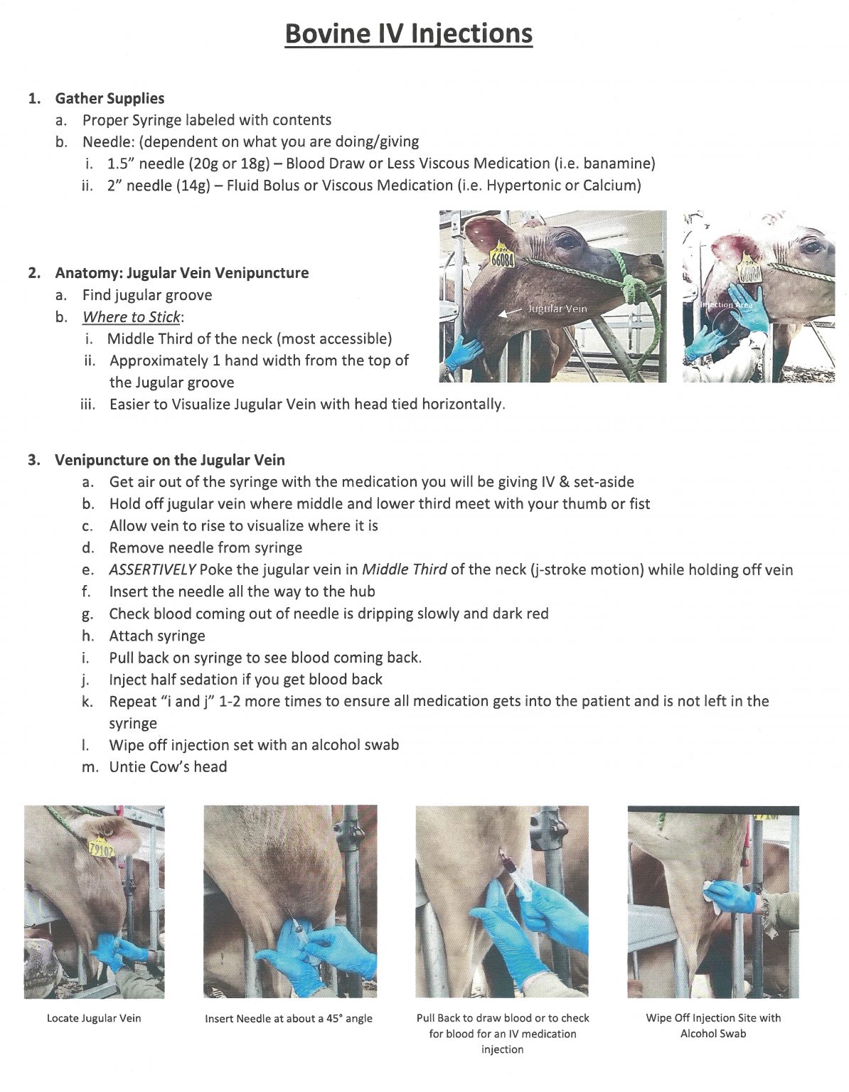 Bovine IV Injection Large Animal Clinical Skills