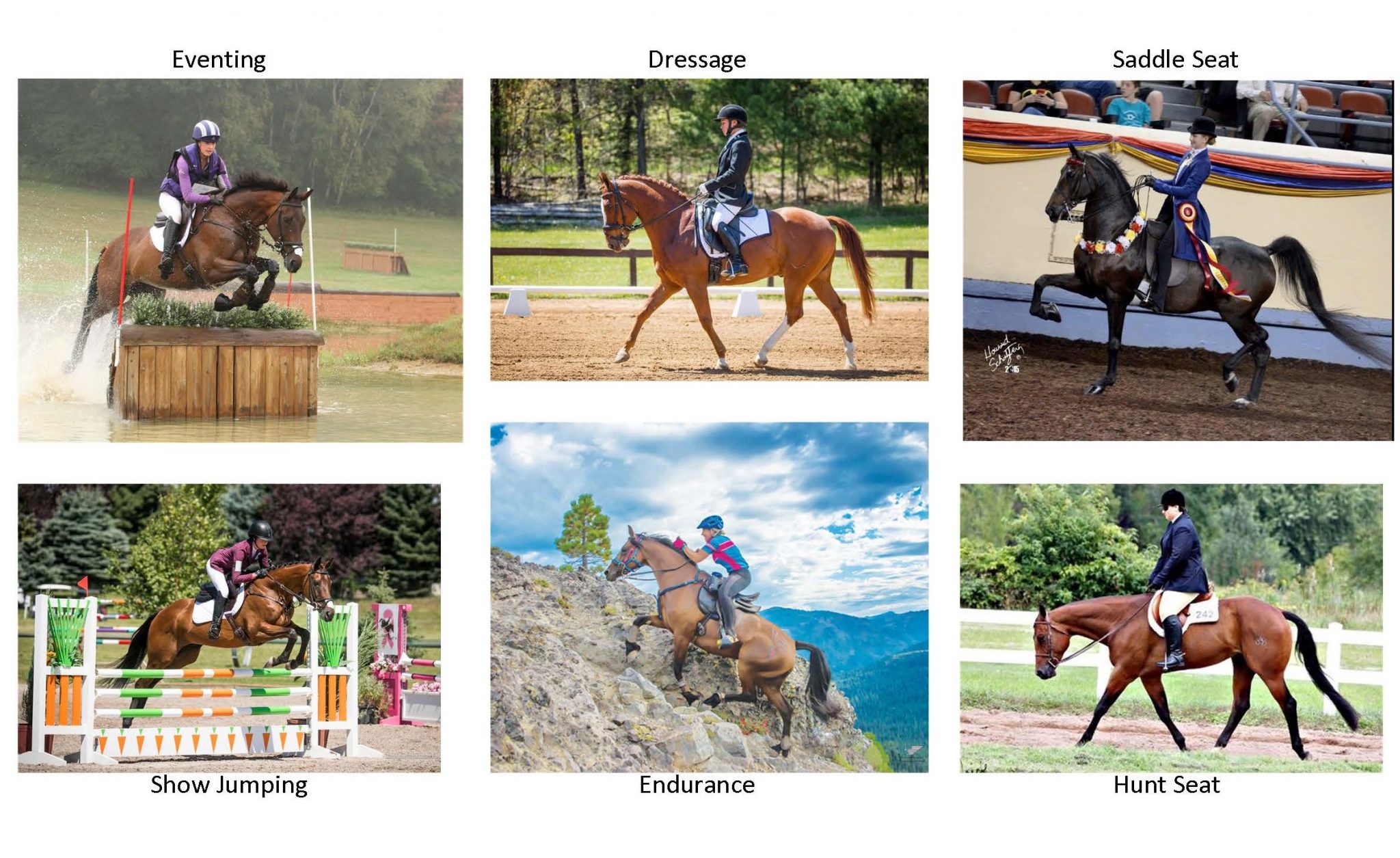 Horse Disciplines Large Animal Clinical Skills