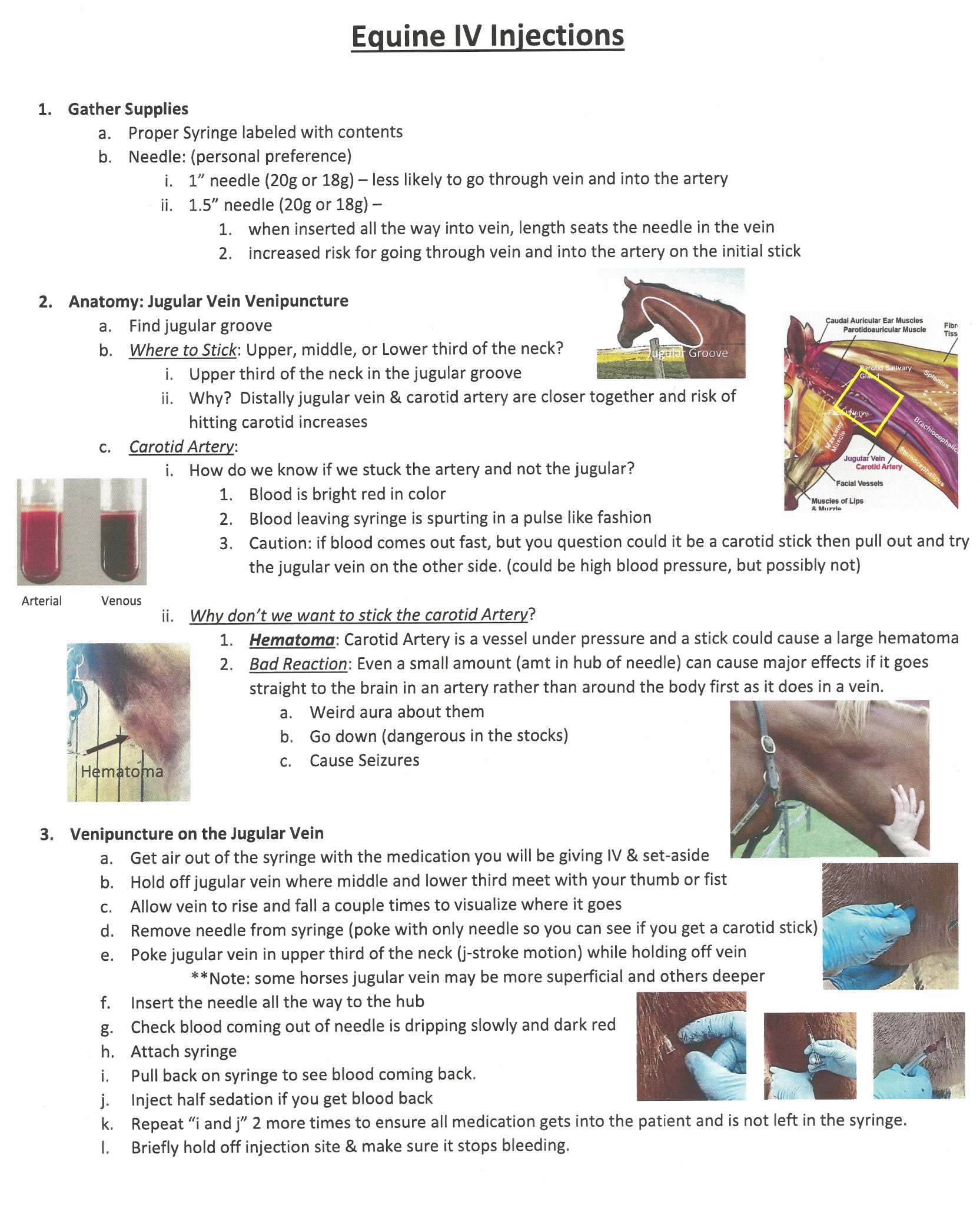 Equine IV Injection Large Animal Clinical Skills