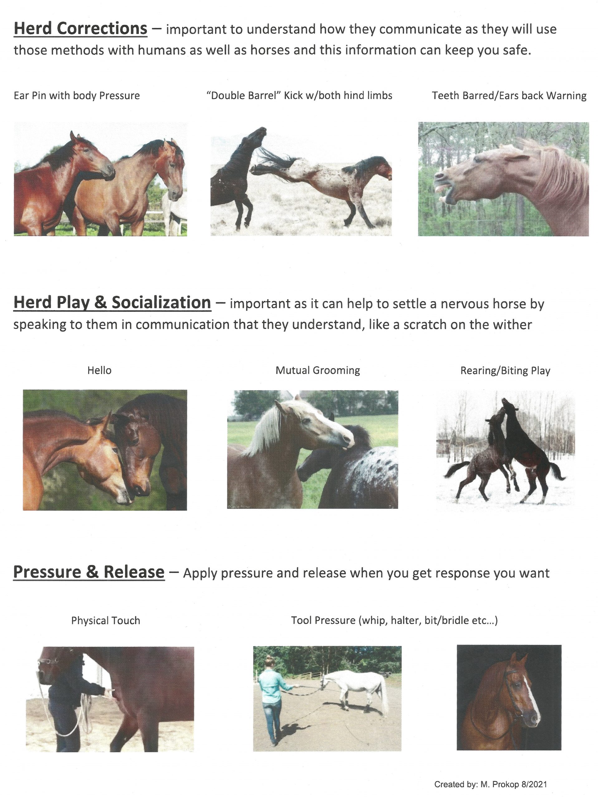 Is That Colt A Teenager?  Age Based Horse Behavior Explained - gx02lmp