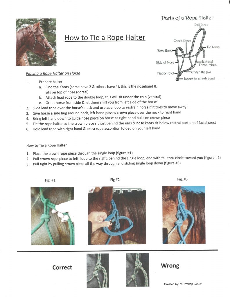 Equine Rope Halter – Large Animal Clinical Skills