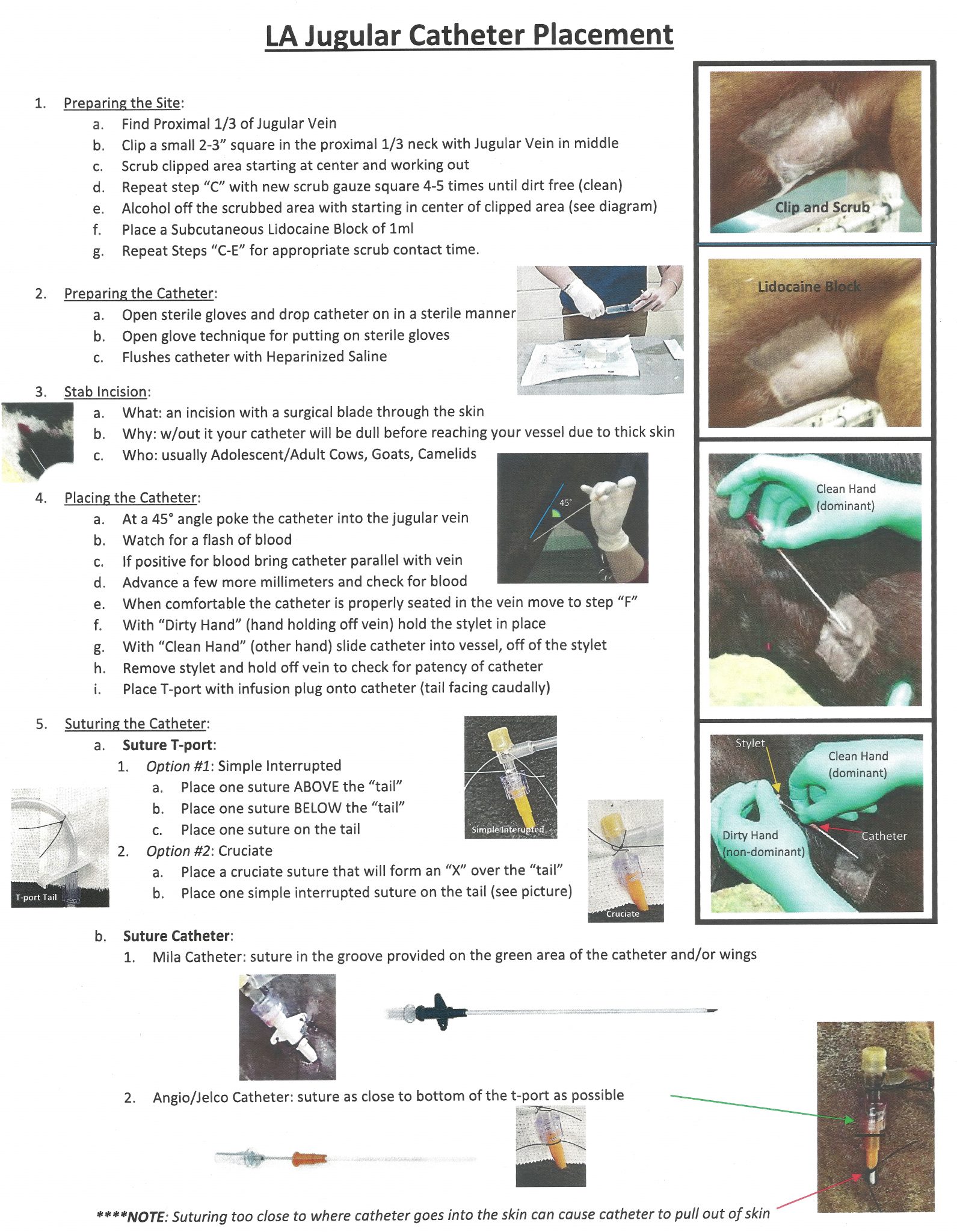 Equine Jugular Catheter Placement – Large Animal Clinical Skills