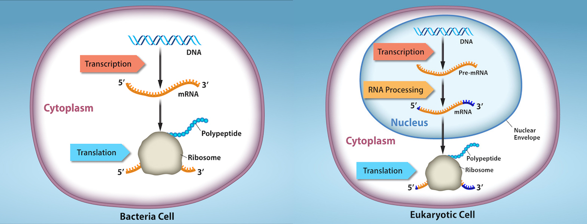 Two-panel diagram comparing regulation of gene expression in prokaryotes and eukaryotes. Panel A: In prokaryotes, transcription and translation occur simultaneously in the cytoplasm, and regulation happens mainly at the transcriptional level. A DNA strand is transcribed into mRNA, and ribosomes immediately begin translating the mRNA into protein. Panel B: In eukaryotes, transcription and RNA processing occur inside the nucleus, producing mature mRNA that is exported to the cytoplasm for translation. Regulation occurs at multiple stages: transcription, RNA processing, translation, and post-translational protein modification.