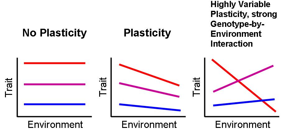 The image shows three graphs demonstrating different levels of phenotypic plasticity across an environmental gradient. Left Graph (No Plasticity): Shows three horizontal lines representing different genotypes with no change in trait expression across the environmental gradient, indicating no phenotypic plasticity. Middle Graph (Plasticity): Illustrates three lines with a downward slope, indicating some change in trait expression with the environment. The red line decreases steeply, the purple line moderately, and the blue line slightly, demonstrating varying degrees of plasticity. Right Graph (Highly Variable Plasticity, Strong Genotype-by-Environment Interaction): Shows three lines crossing each other. The red line slopes downward steeply, the purple line slopes upward, and the blue line slopes slightly upward. This indicates high variability in phenotypic plasticity and a strong genotype-by-environment interaction. Each graph depicts the relationship between the environment (x-axis) and trait expression (y-axis) for different genotypes.