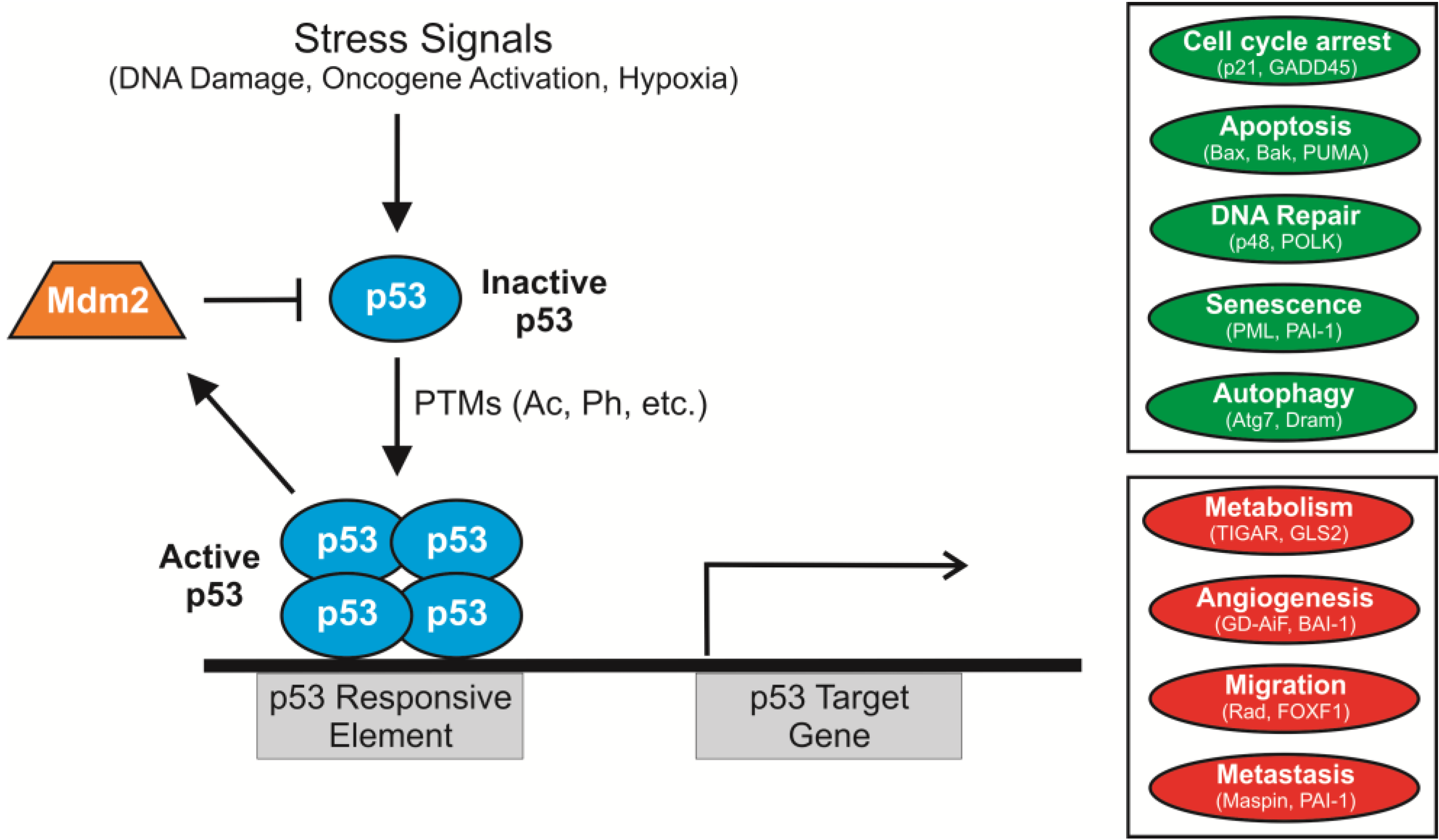 A diagram illustrating the regulation of the p53 gene in response to stress signals, such as DNA damage, cancer, and hypoxia. The diagram shows how p53 is generally repressed by another gene, Mdm2, but that p53 expression is activated by stress signals. Active p53 binds to p53-responsive elements on target genes, promoting processes like cell cycle arrest, apoptosis, DNA repair, senescence, autophagy, metabolism, angiogenesis, migration, and metastasis (shown in green ovals), while repressing processes involved in cancer progression (e.g., metabolism, metastasis, migration, angiogenesis [shown in red ovals).