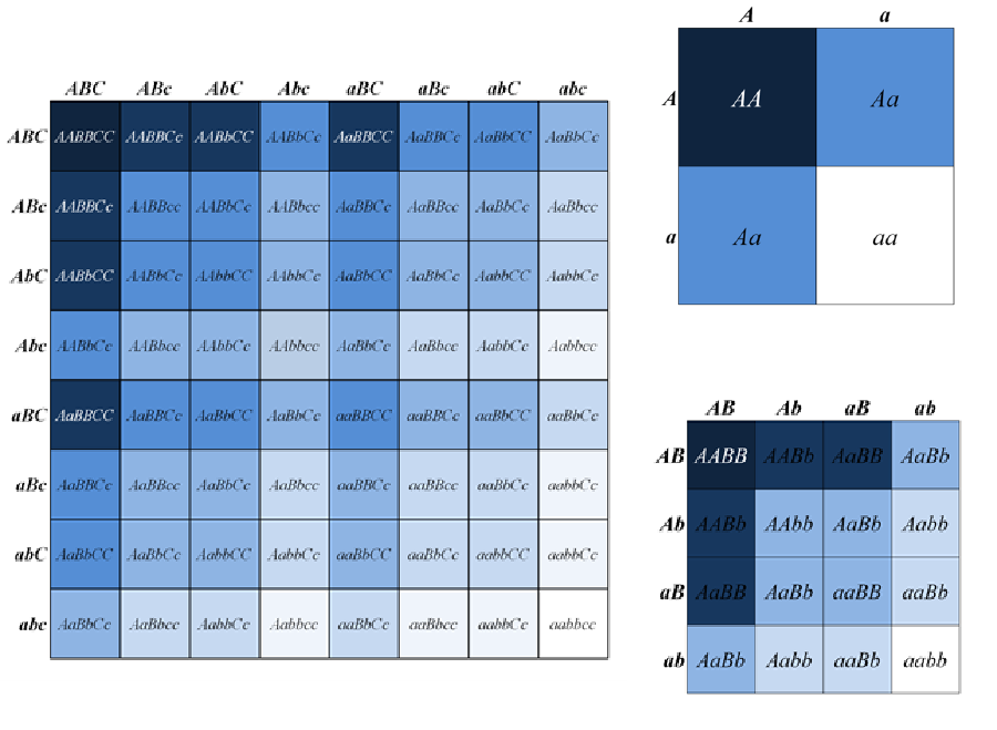 A set of three Punnett squares showing genetic inheritance patterns. The largest Punnett square on the left displays the results of a trihybrid cross between organisms with the genotypes ABC and abc, with all possible allele combinations for three genes (A, B, C) and their recessive counterparts (a, b, c). The two smaller Punnett squares on the right display simpler crosses. The upper right square is a monohybrid cross showing inheritance of a single gene (A and a), with possible combinations AA, Aa, and aa. The lower right square is a dihybrid cross involving genes A/a and B/b, displaying combinations such as AABB, AABb, AaBB, AaBb, etc.The figure illustrates how more genes result in greater variation in a single trait, as demonstrated by the increasing complexity and variety of the shaded cells in each Punnett square. The blue shading represents different genotypic or phenotypic ratios, with the trihybrid cross (left) showing much more variation (lighter and darker blues) compared to the simpler monohybrid (upper right) and dihybrid crosses (lower right).