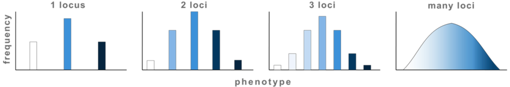 A series of graphs illustrating how the number of loci (genes) affects the distribution of phenotypes in a population. From left to right, the graphs show the distribution for 1 locus, 2 loci, 3 loci, and many loci. The first graph for 1 locus shows a simple distribution with three distinct bars, indicating three possible phenotypes. The second graph for 2 loci displays a more complex distribution with five bars, showing an increase in phenotypic variation. The third graph for 3 loci has seven bars, further increasing the variation. The final graph represents 'many loci,' depicted as a smooth bell-shaped curve, indicating a continuous range of phenotypes, resembling a normal distribution. The shading of the bars and curve transitions from white to varying shades of blue, emphasizing the increase in phenotypic diversity as the number of loci increases.