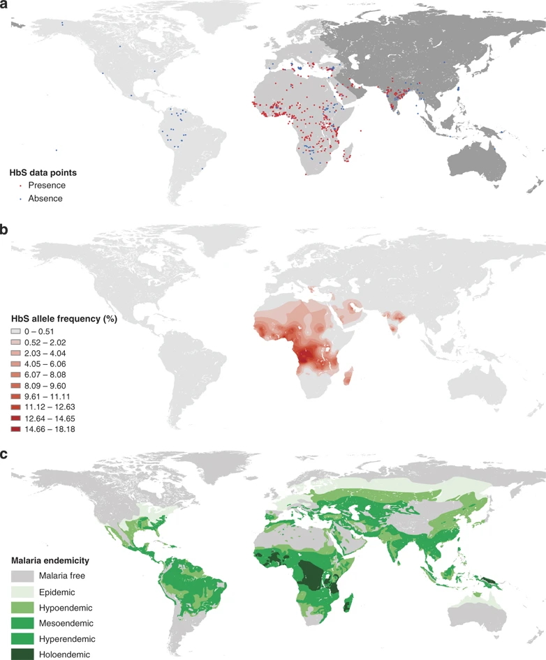 A three-part figure illustrating the distribution of the HbS gene and its relationship to malaria endemicity. Panel (a): A world map with red and blue dots representing data points. Red dots indicate the presence of the HbS allele, and blue dots indicate its absence. A high concentration of HPS alleles were sampled throughout central Africa. Panel (b): A map showing the HbS allele frequency. The map shows the highest concentration of HBS alleles in central Western Africa. Panel (c): A historical map of malaria endemicity, digitized and classified by parasite rates indicating malaria prevalence. It shows categories ranging from malaria-free regions to endemic areas where the parasite rate is the highest among children aged 0 to 1. Highest levels of the area can be found in central Western Africa.