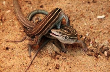 Photo of two female whiptail lizards exhibiting mating behavior.
