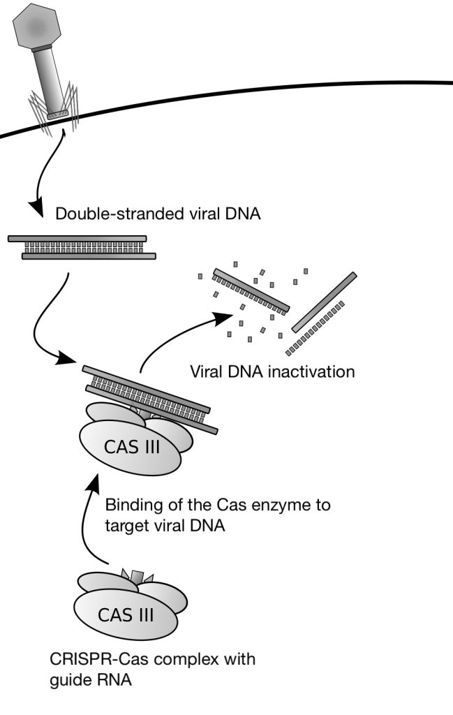 Diagram showing the CRISPR-Cas system mechanism in bacteria. The process starts with the entry of double-stranded viral DNA into the cell. The viral DNA is then targeted for inactivation by the Cas III enzyme. The Cas III enzyme binds to the viral DNA, resulting in its cleavage and subsequent inactivation. The diagram includes labeled components such as 'Double-stranded viral DNA,' 'Viral DNA inactivation,' 'Binding of the Cas enzyme to target viral DNA,' and 'CRISPR-Cas complex with guide RNA