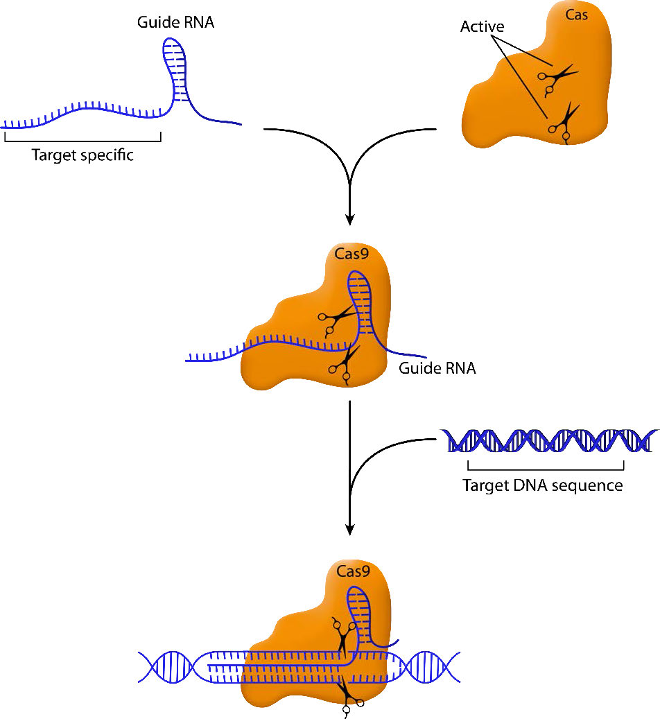 Illustration of the CRISPR-Cas9 mechanism showing how the guide RNA (gRNA) binds to the Cas9 enzyme, forming a complex that targets a specific DNA sequence. The guide RNA directs Cas9 to the target DNA, allowing Cas9 to make precise cuts in the DNA strand at the target location.