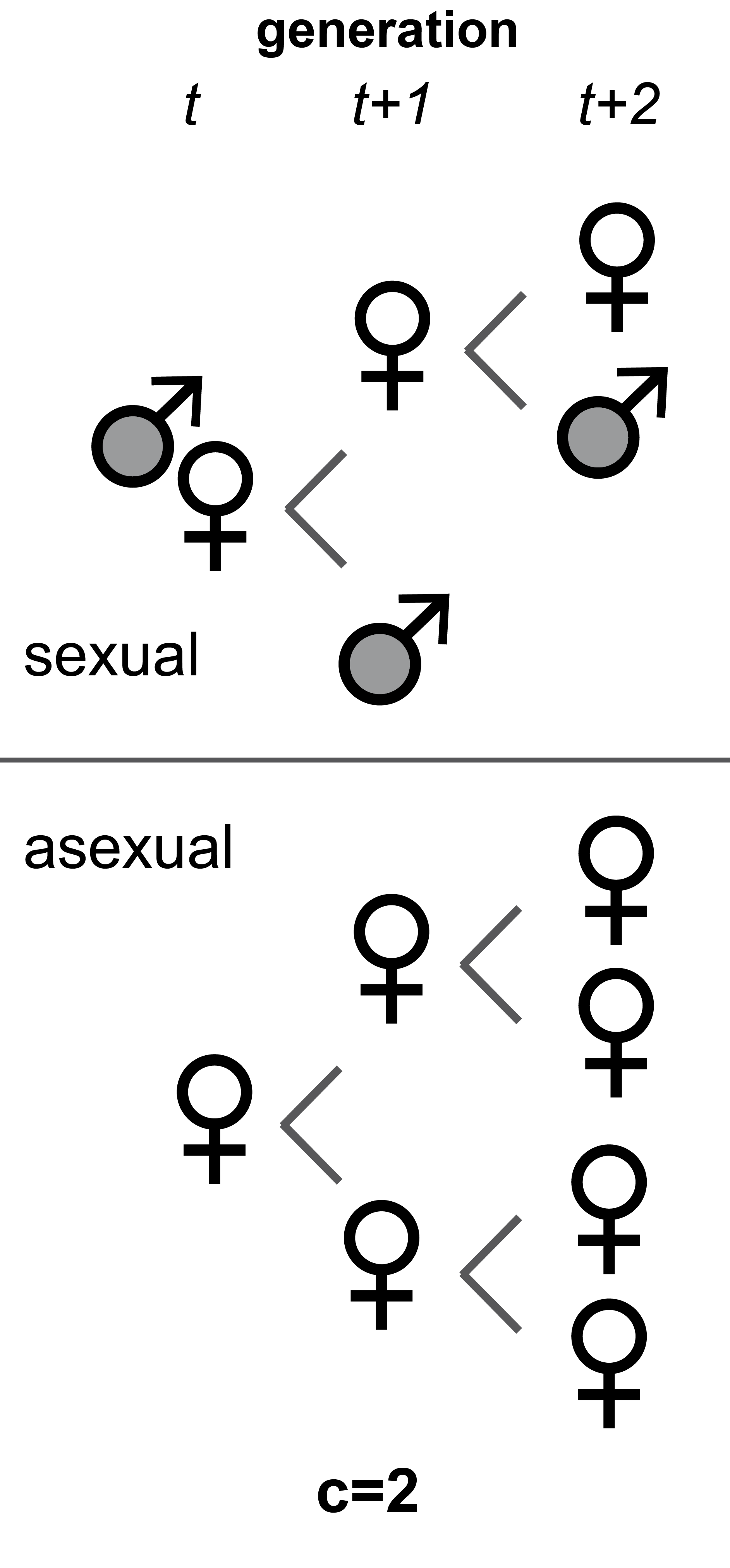 Diagram illustrating the two-fold cost of sex (cost-of-males): The image is divided into two sections, each depicting a simplified representation of population growth for sexual and asexual reproduction.Top section (Sexual reproduction): Shows a sexual population with a male and a female symbol on the left. An arrow points to the next generation, where the female produces two offspring—one male and one female. Another arrow points to the subsequent generation, where the female offspring again produce one male and one female. This emphasizes that in sexual reproduction, only females contribute to producing offspring. Bottom section (Asexual reproduction): Shows an asexual population starting with one individual. An arrow points to the next generation, where the asexual female produces two offspring, both female. A second arrow points to the following generation, where each female produces two female offspring. This illustrates how asexual reproduction leads to exponential growth, as every individual can reproduce, without the "cost" of producing males. The diagram visually contrasts the population growth potential of sexual and asexual reproduction, highlighting the slower growth in sexual populations due to the production of males, compared to asexual populations where every individual contributes to the next generation.